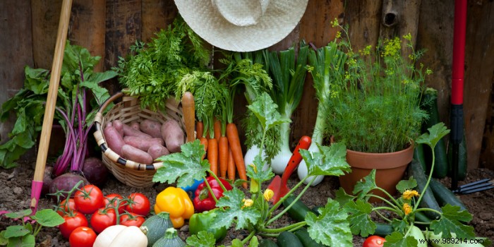 Expert Guide: How to Build a Thriving Organic Vegetable Garden at Home