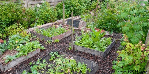Expert Guide: How to Build a Thriving Organic Vegetable Garden at Home