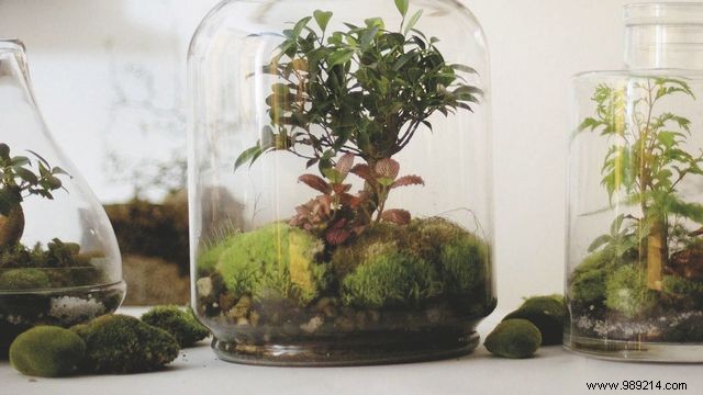 How to Build a Mini Greenhouse: Simple DIY Projects for Small Gardens