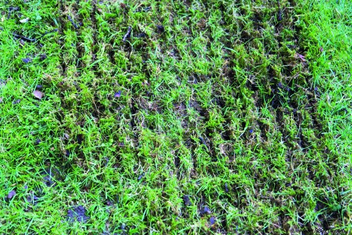 Electric vs. Thermal Scarifier: Which is Best for Your Lawn?