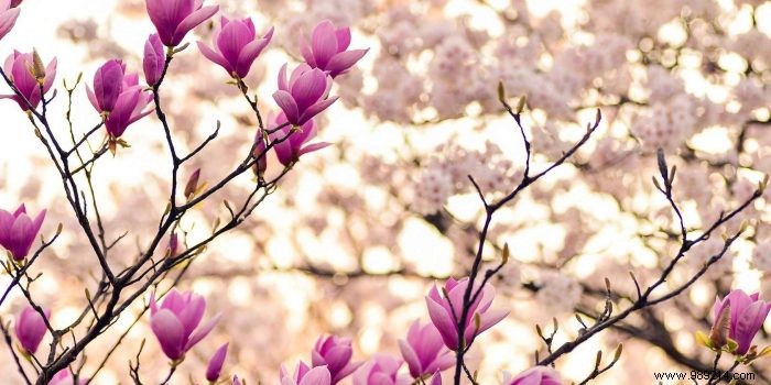 Top Flowering Plants for Your Garden: Beneficial Companions and Hardy Varieties