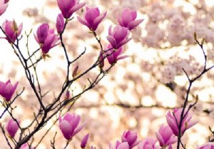 Top Flowering Plants for Your Garden: Beneficial Companions and Hardy Varieties