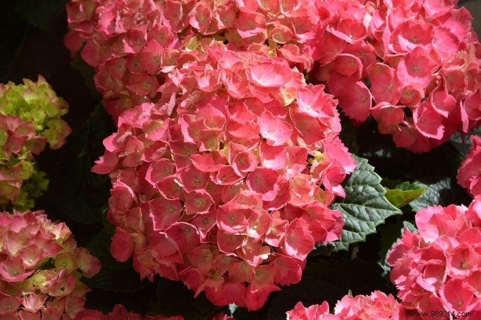 Top Flowering Plants for Your Garden: Beneficial Companions and Hardy Varieties