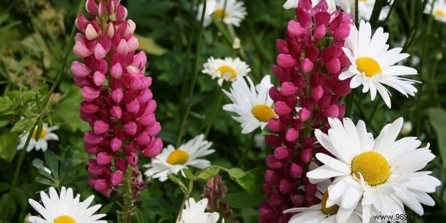 Top Flowering Plants for Your Garden: Beneficial Companions and Hardy Varieties
