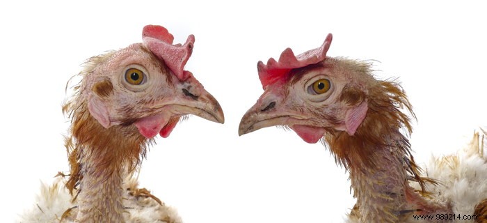How to Eliminate Red Mites in Chickens: Proven Tips from Poultry Experts