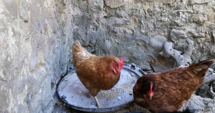 How to Eliminate Red Mites in Chickens: Proven Tips from Poultry Experts