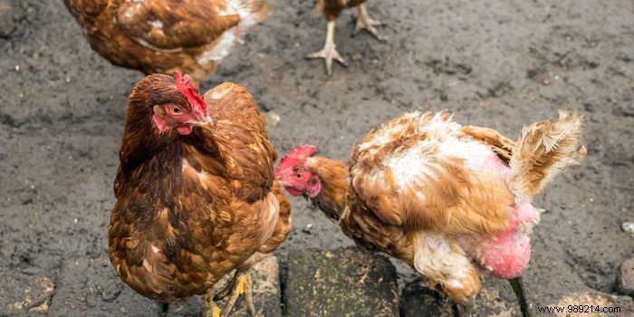 How to Eliminate Red Mites in Chickens: Proven Tips from Poultry Experts