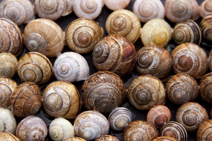 Protect Your Garden Naturally: Proven Strategies to Control Slugs and Snails