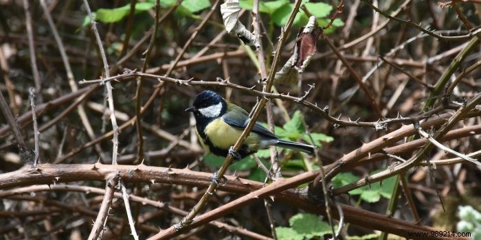 Reviving Your Garden Power Tools: Spare Parts for Longer Life and Peak Performance