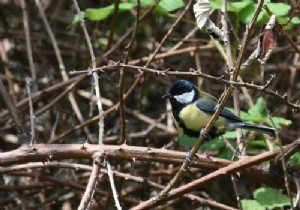 Reviving Your Garden Power Tools: Spare Parts for Longer Life and Peak Performance