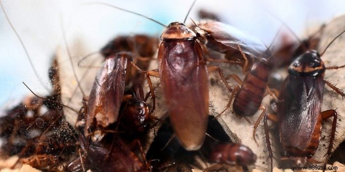 How to Safely Eliminate Garden Cockroaches: Proven Natural Methods