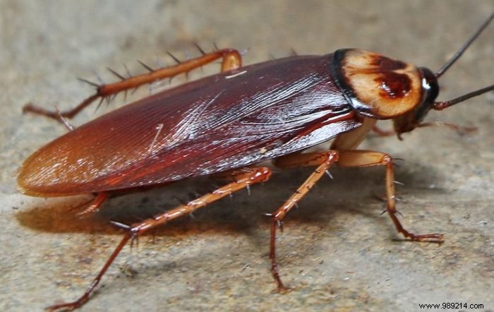 How to Safely Eliminate Garden Cockroaches: Proven Natural Methods
