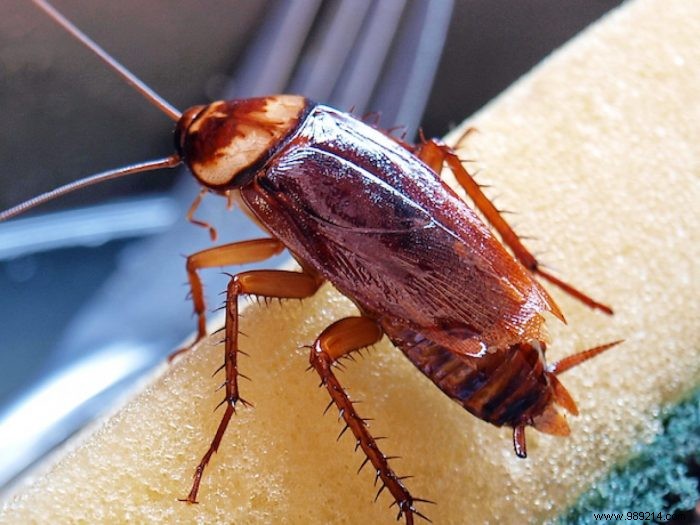 How to Safely Eliminate Garden Cockroaches: Proven Natural Methods