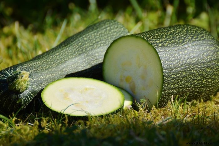 Courgettes: The Productive Stars of Your Summer Vegetable Garden
