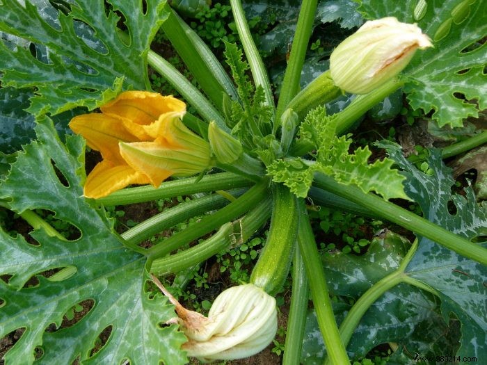 Courgettes: The Productive Stars of Your Summer Vegetable Garden