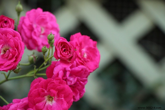 8 Best Climbing Plants for Pergolas: Transform Your Garden Oasis