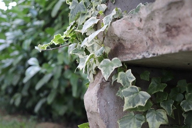 8 Best Climbing Plants for Pergolas: Transform Your Garden Oasis