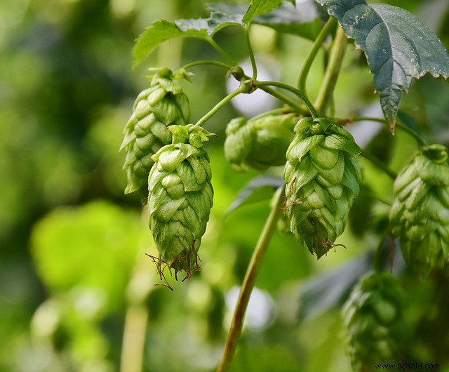 8 Best Climbing Plants for Pergolas: Transform Your Garden Oasis