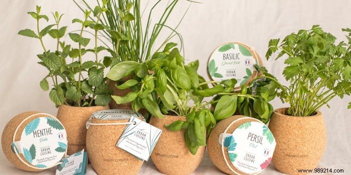 Grow Fresh Aromatic Herbs at Home Effortlessly: Expert Tips for Beginners