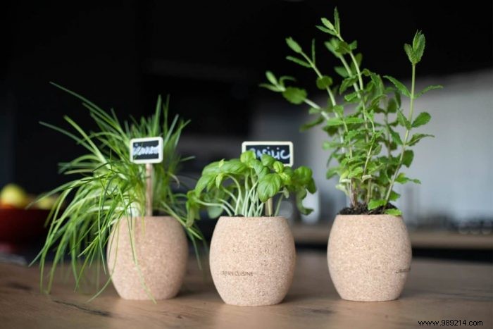 Grow Fresh Aromatic Herbs at Home Effortlessly: Expert Tips for Beginners