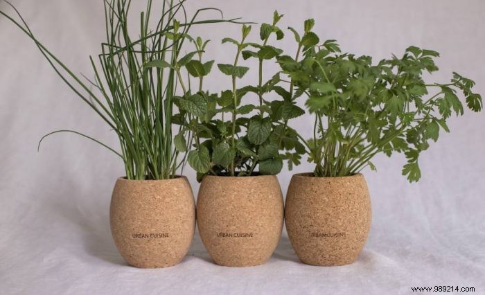 Grow Fresh Aromatic Herbs at Home Effortlessly: Expert Tips for Beginners