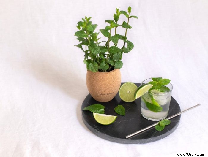 Grow Fresh Aromatic Herbs at Home Effortlessly: Expert Tips for Beginners