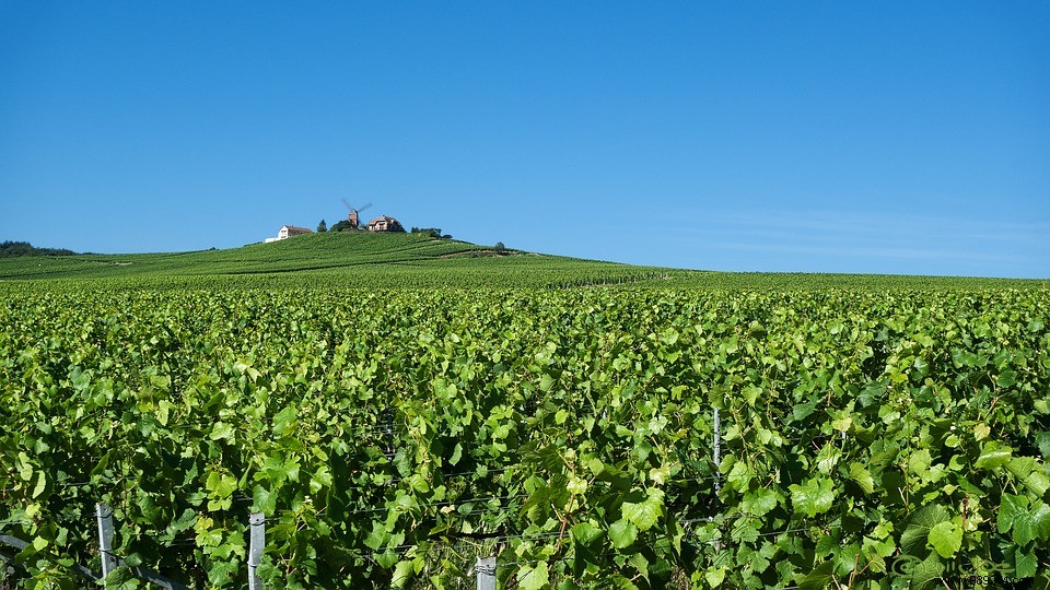 Top Things to Do in Reims: Ultimate Guide to Activities and Adventures