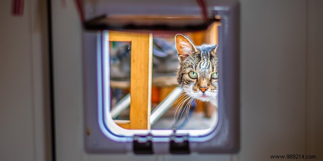 How to Choose the Best Cat Flap for Your Cat s Freedom and Convenience