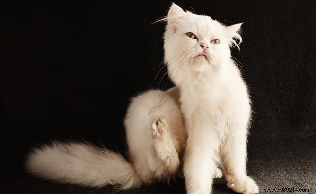 Expert Guide to Controlling Common Household Pests: Prevention and Effective Solutions