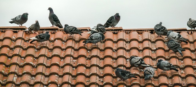 Proven Methods to Deter Pigeons from Your Balcony or Roof
