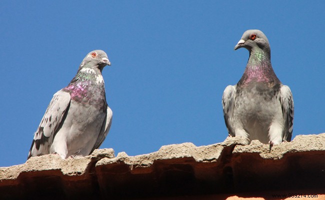 Proven Methods to Deter Pigeons from Your Balcony or Roof