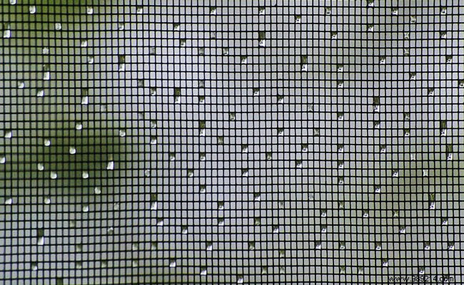 How to Effectively Control Mosquitoes, Ants, and Flies at Home