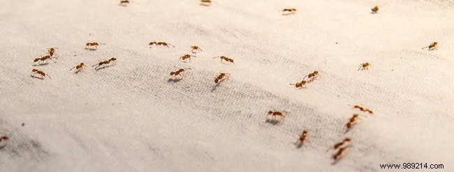 How to Effectively Control Mosquitoes, Ants, and Flies at Home