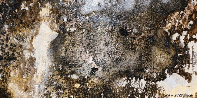 How to Combat Saltpeter: Expert Guide to Causes, Signs, and Removal