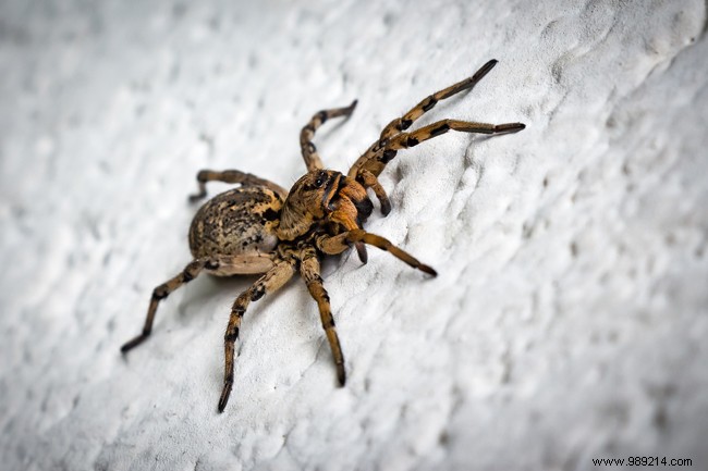 Proven Natural Remedies to Repel Spiders from Your Home