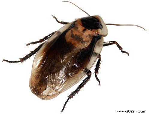 DIY Organic Laundry Detergent: Simple Eco-Friendly Recipes for Home