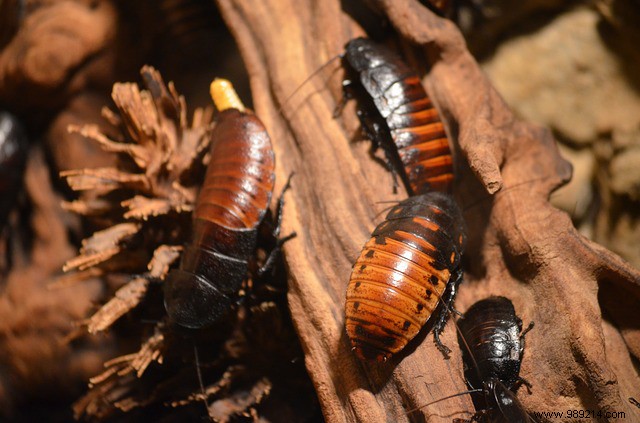 Why Cockroaches Invade Homes: Expert Tips to Eradicate Them Safely