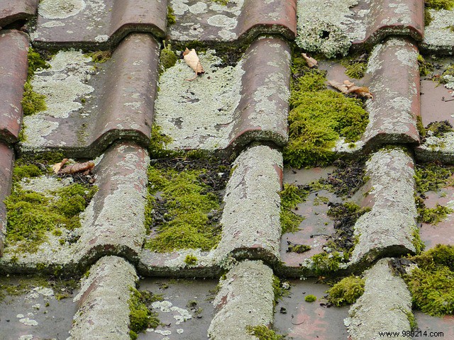 How to Safely Remove Moss from Your Roof: Proven Tips from Roofing Experts