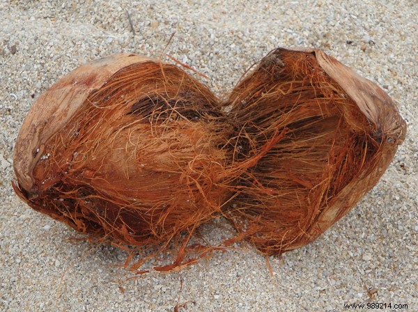 Sisal vs. Seagrass vs. Coir: Key Differences in Natural Fiber Flooring