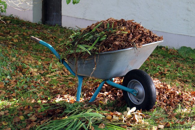 5 Essential Fall Garden Tasks to Prepare for Winter