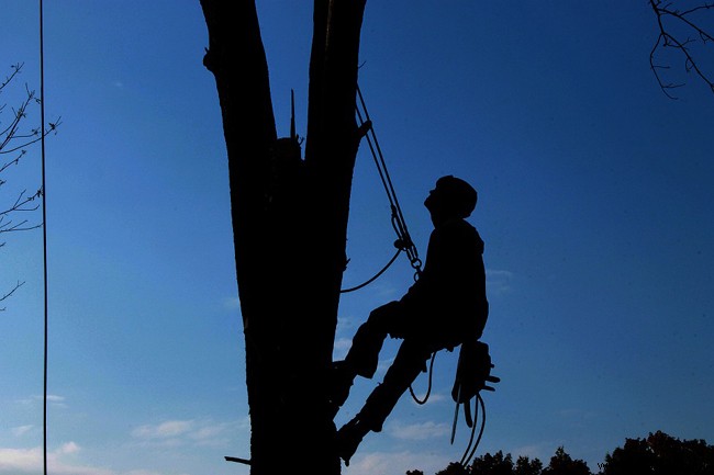 Tree Pruning Guide: When, How, and Why to Prune Safely