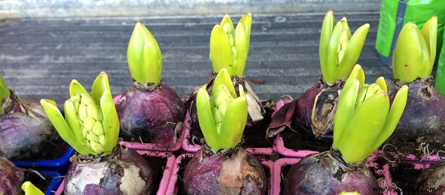 5 Essential Fall Garden Tasks to Prepare for Winter