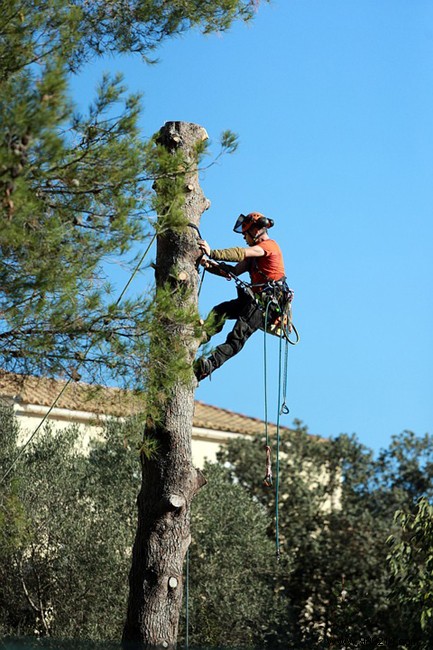 Tree Pruning Guide: When, How, and Why to Prune Safely
