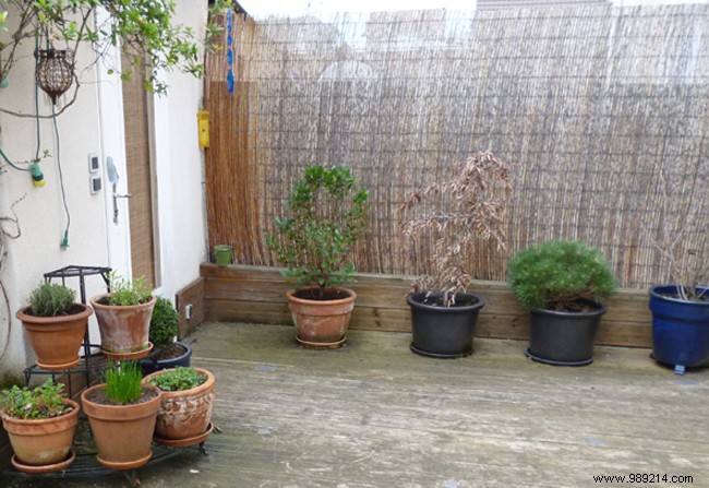 10 Expert Privacy Screen Ideas to Enhance Your Garden Sanctuary