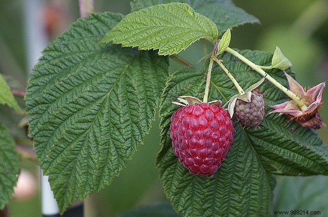 Expert Guide to Growing Raspberries: Varieties, Planting, and Care Tips