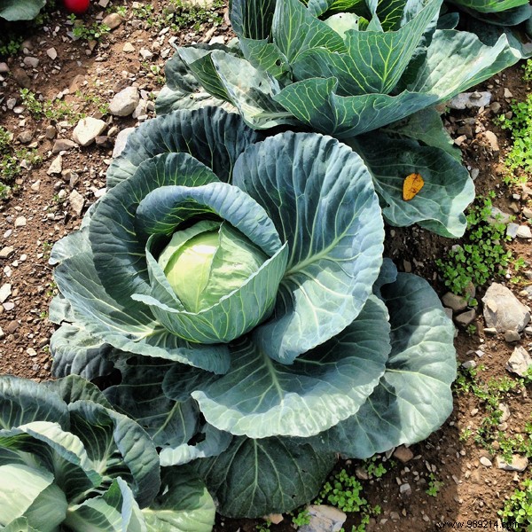 Essential Winter Vegetables to Harvest from Your Garden Before Frost