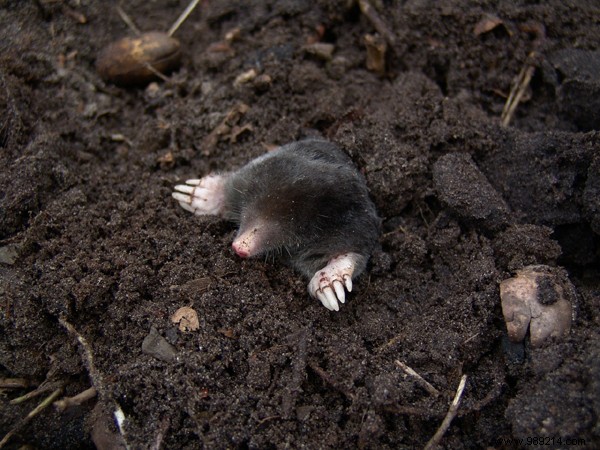 5 Proven Natural Ways to Repel Moles from Your Garden Humanely