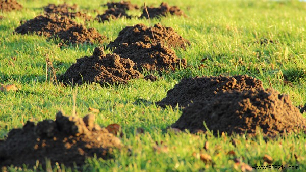 5 Proven Natural Ways to Repel Moles from Your Garden Humanely