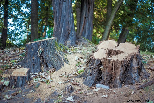 3 Proven Chemical-Free Methods to Remove Tree Stumps from Your Yard