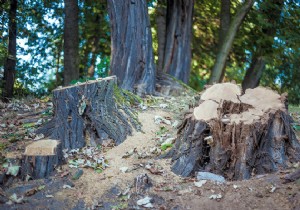 3 Proven Chemical-Free Methods to Remove Tree Stumps from Your Yard
